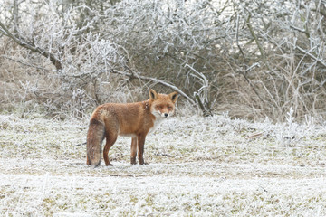 Red fox in wintertime