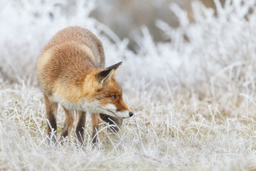 Red fox in wintertime