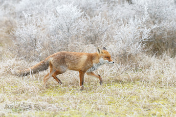 Fototapeta premium Red fox in wintertime