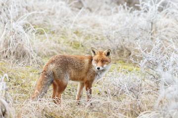 Red fox in wintertime