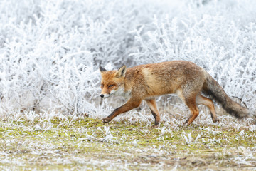 Red fox in wintertime
