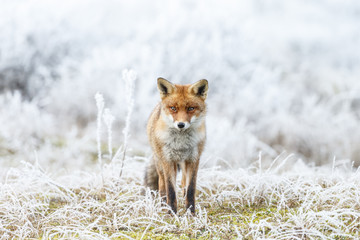 Red fox in wintertime