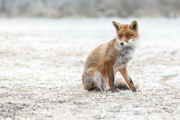 Red fox in wintertime