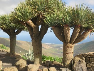 Fototapeta premium Palmen-Gruppe