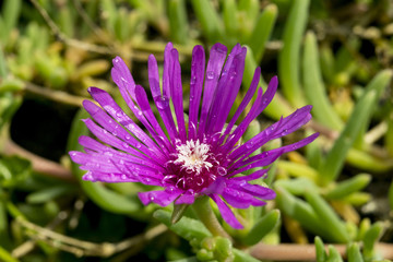 Fototapeta premium Delosperma cooperi