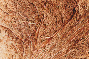 Macro texture background of the natural close up wood