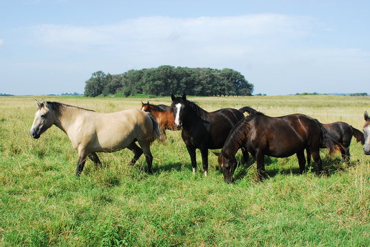 Caballos en la Pampa Humeda, Provincia de Buenos Aires.