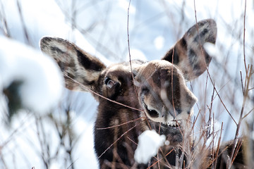 Smiling moose 