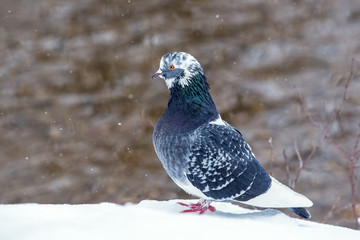 Street pigeon in winter