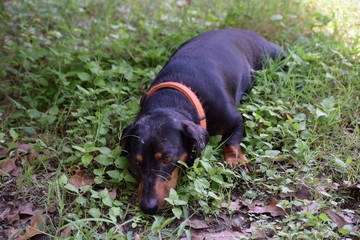 Klaus the daschund relaxing in the fall grass