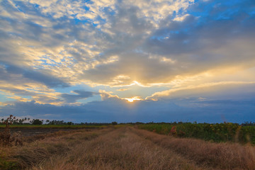 Fototapeta na wymiar Sunset background with green rice fields in Thailand