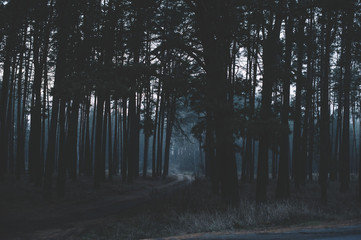 Mysterious dark night forest