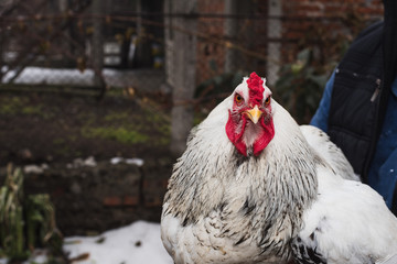 white brahma rooster