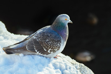 Pigeon on the snow