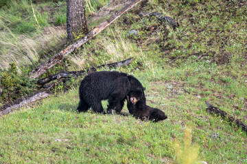 Fototapeta premium Black bear and cub 