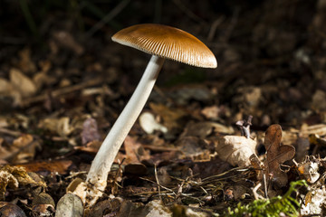 mushroom - macro photo