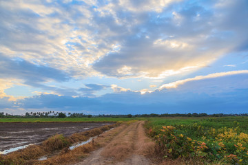 Fototapeta na wymiar Sunset background with green rice fields in Thailand