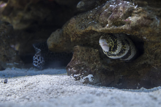 Moreia dentro de um aquarium