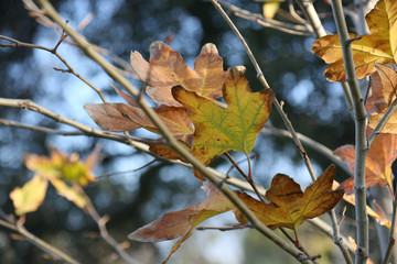 Leaves and branches