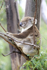 Koala in a tree