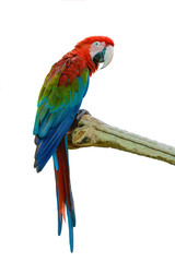 Scarlet Macaw, beautiful bird isolated on branch with white background.