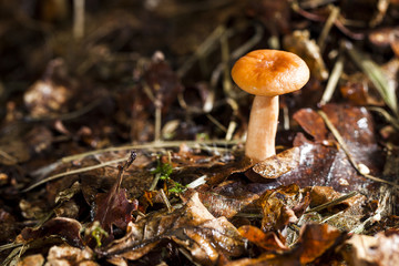 mushroom macro photo