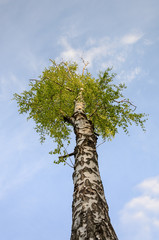 Fototapeta premium Birch