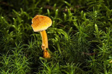 mushroom macro photo