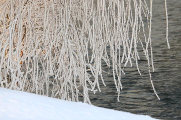 Frosty Ribbons     The bare branches of a Weeping Willow are covered in hoarfrost on a cold winter morning.   