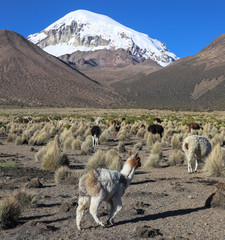 The Andean landscape with herd of llamas