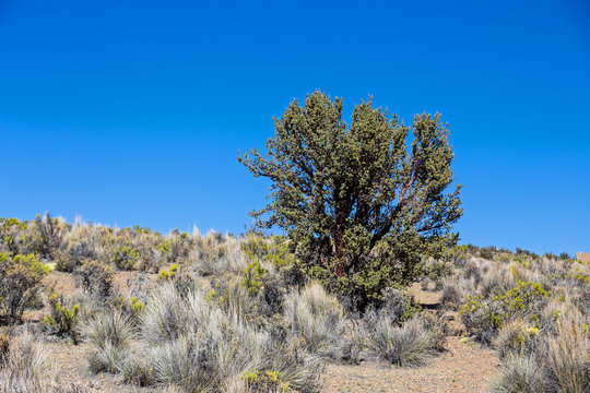 Quenoa forest on Natural Park of Sajama, Bolivia. Sajama National Park is a national park located in the Oruro Department, Bolivia. It borders Lauca National Park in Chile. 