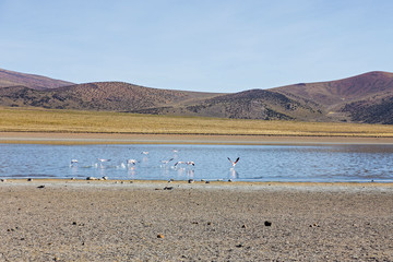 Flamingos in the lagoon Huayñacota in the Natural Park of Sajam