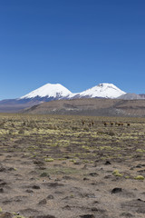 Group of vicuña (Vicugna vicugna) or vicugna