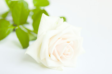 white rose on a light background