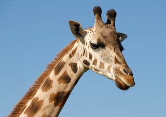 closeup of the head and neck of a giraffe, blue sky  background 