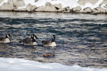 Canada Geese Swimming in a Snowy Winter River
