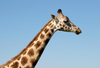 closeup of the head and neck of a giraffe, blue sky  background 