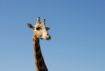 closeup of the head and neck of a giraffe, blue sky  background 