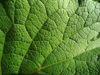 Лист лопуха