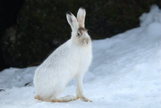 Schneehase im Schnee