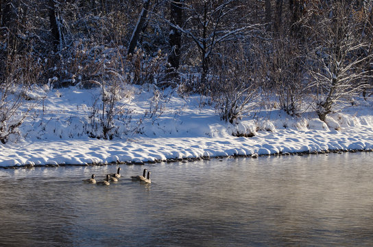 Small Flock of Geese Swimming Along the Cold Snowy Winter River