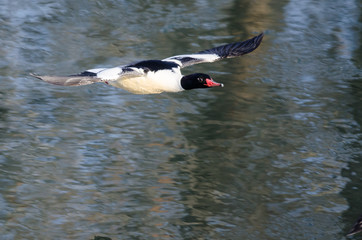 Common Merganser Flying Low Over the River