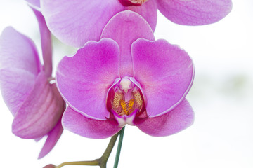 Purple phalaenopsis orchid