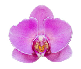 Fototapeta na wymiar Purple phalaenopsis orchid isolated on white background