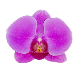 Fototapeta na wymiar Purple phalaenopsis orchid isolated on white background