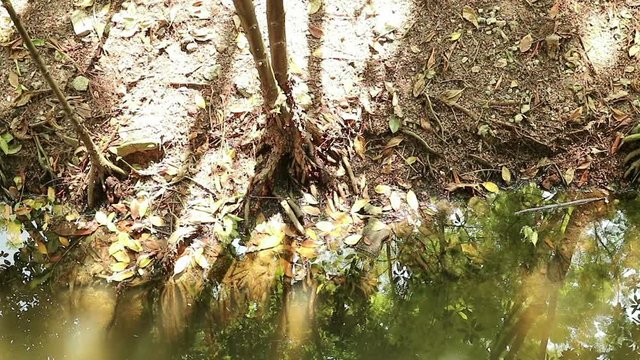 Golden autumn in Mangrove forest and saline water pond