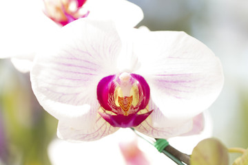 Close-up image of pink white phalaenopsis orchid  isolated on wh