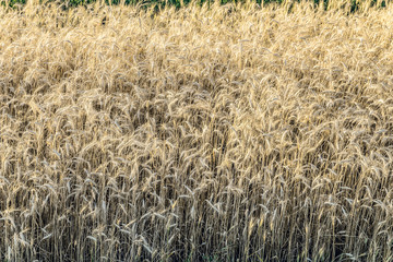 Field with ripe ears of wheat rye cereals. Agricultural background.