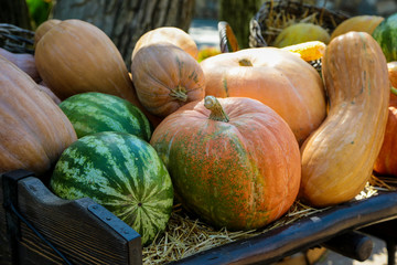 Pumpkin on the counter