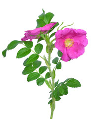 Wild rose flower